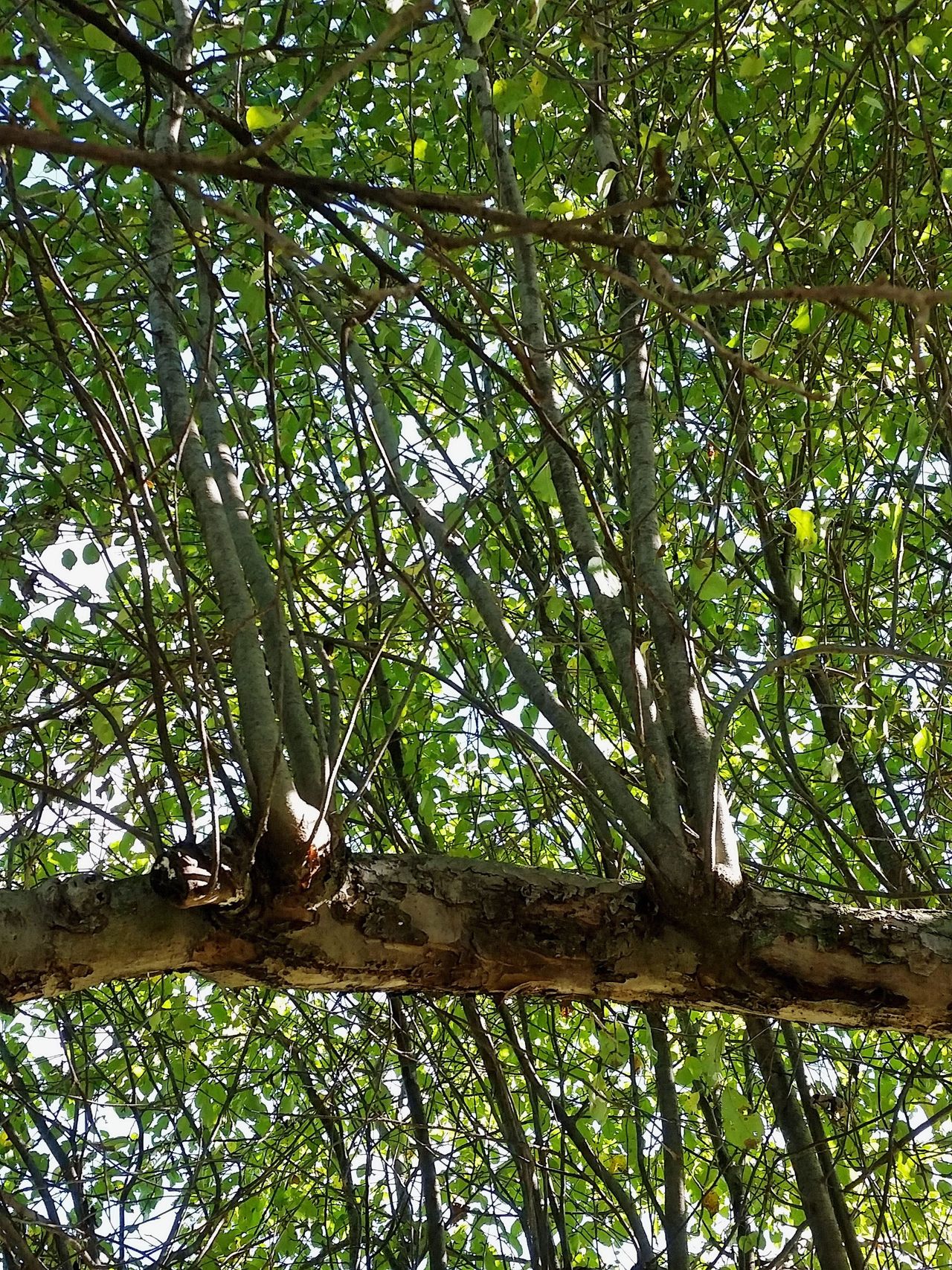 Apple Tree Water Sprouts