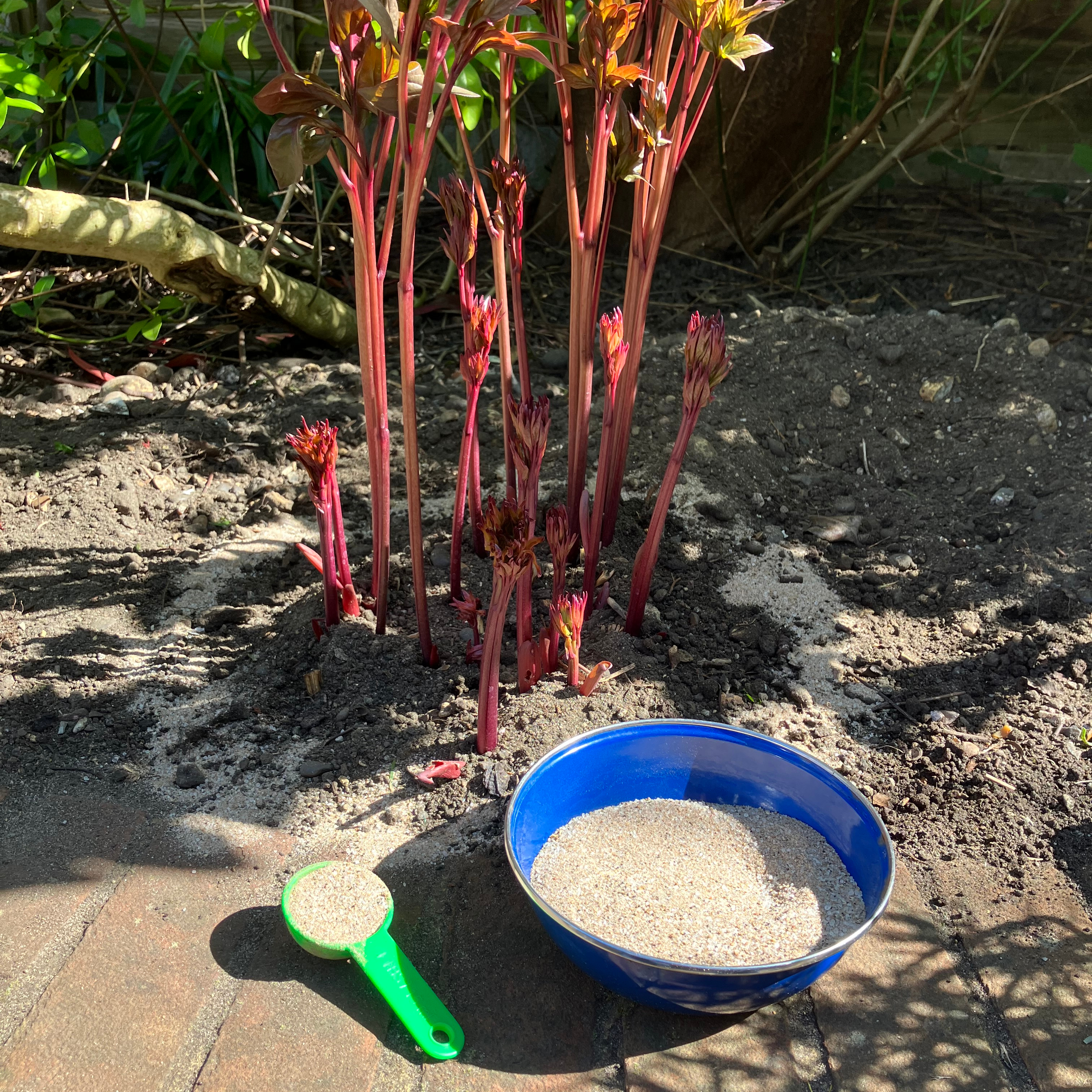 fertilising peonies