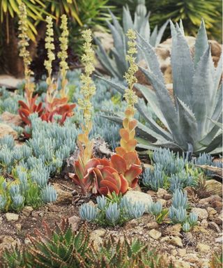 Blue finger succulent outdoors