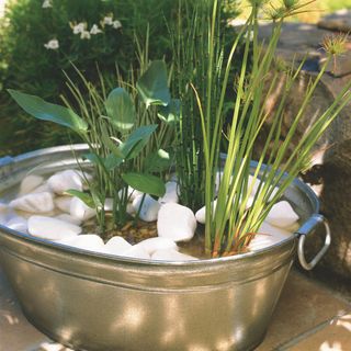 Small pot pond in metal container with pebbles and aquatic plants