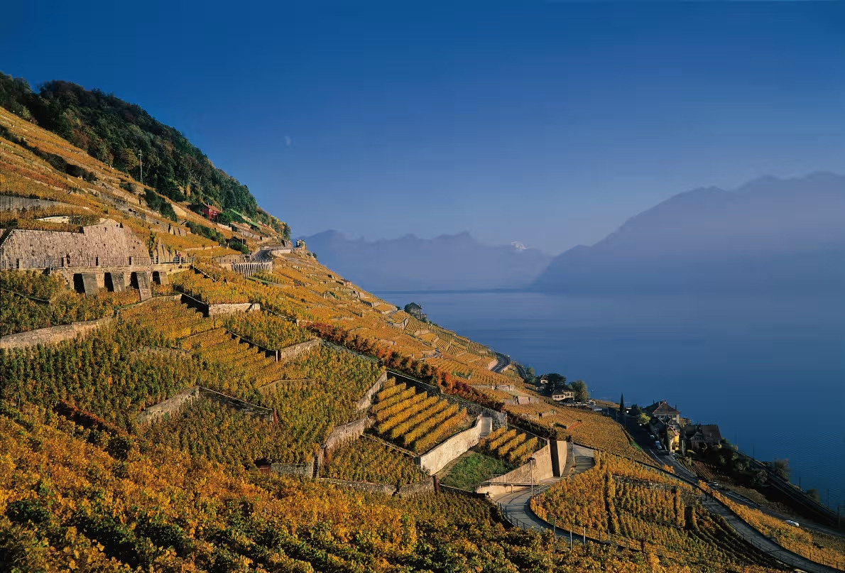 Unesco world heritage listed Lavaux vineyard terraces