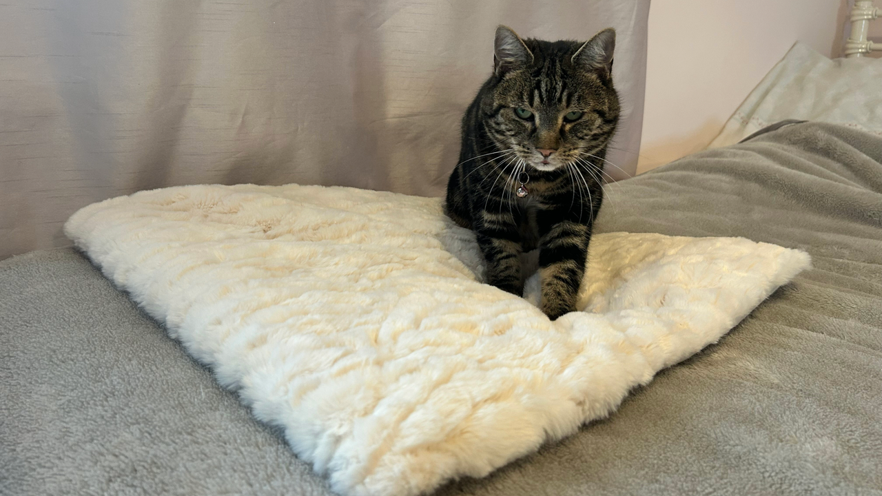 Megan's cat Nala sitting on the Cheshire and Wain Cloud Bed, one of the best cat beds