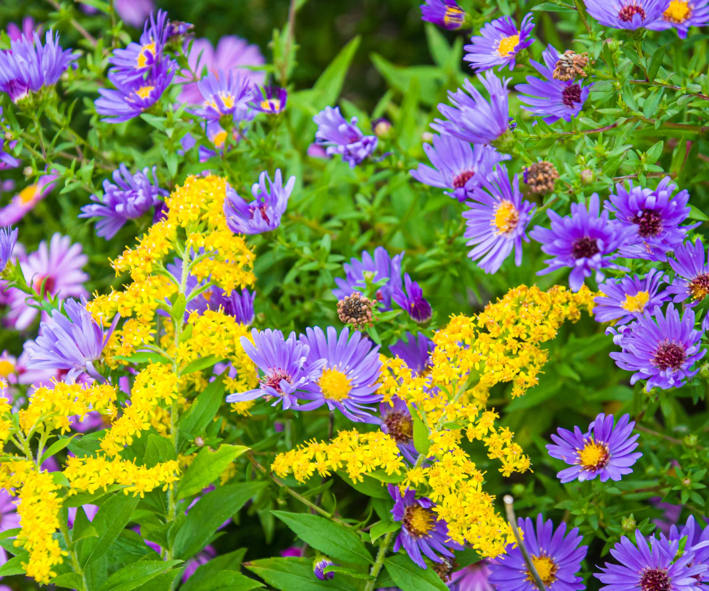 Goldenrod and aster flowers