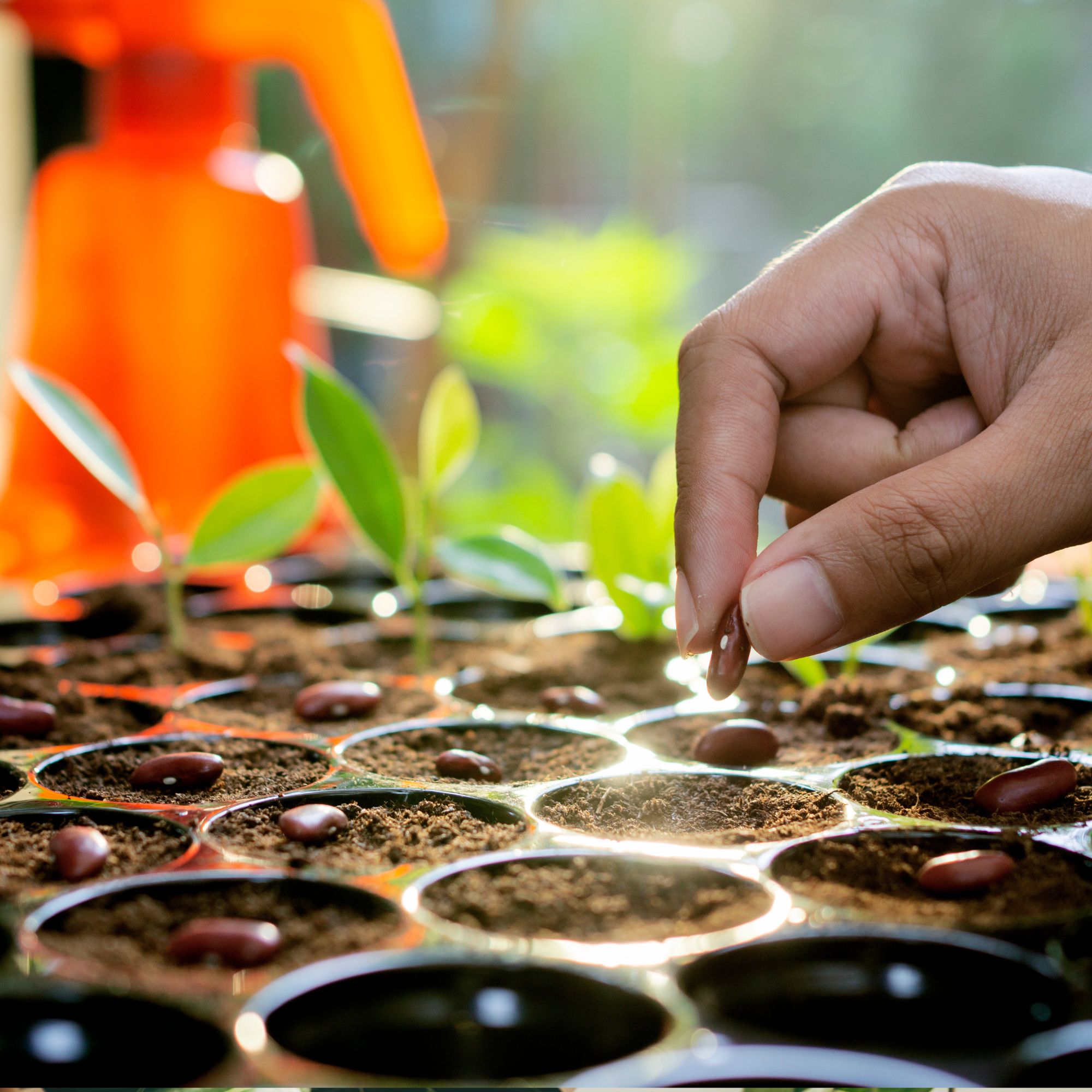 Farmer holding seeds in greenhouse