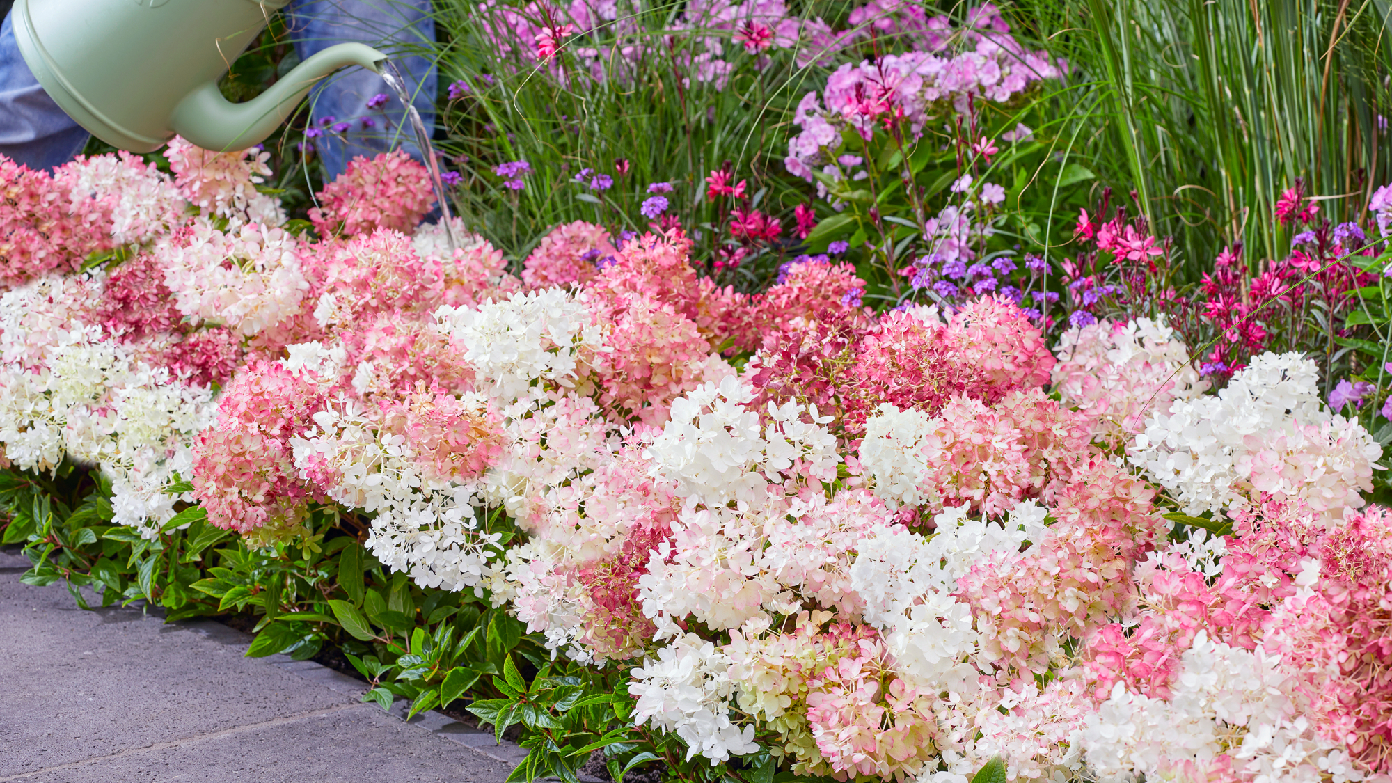 Hydrangea Groundbreaker