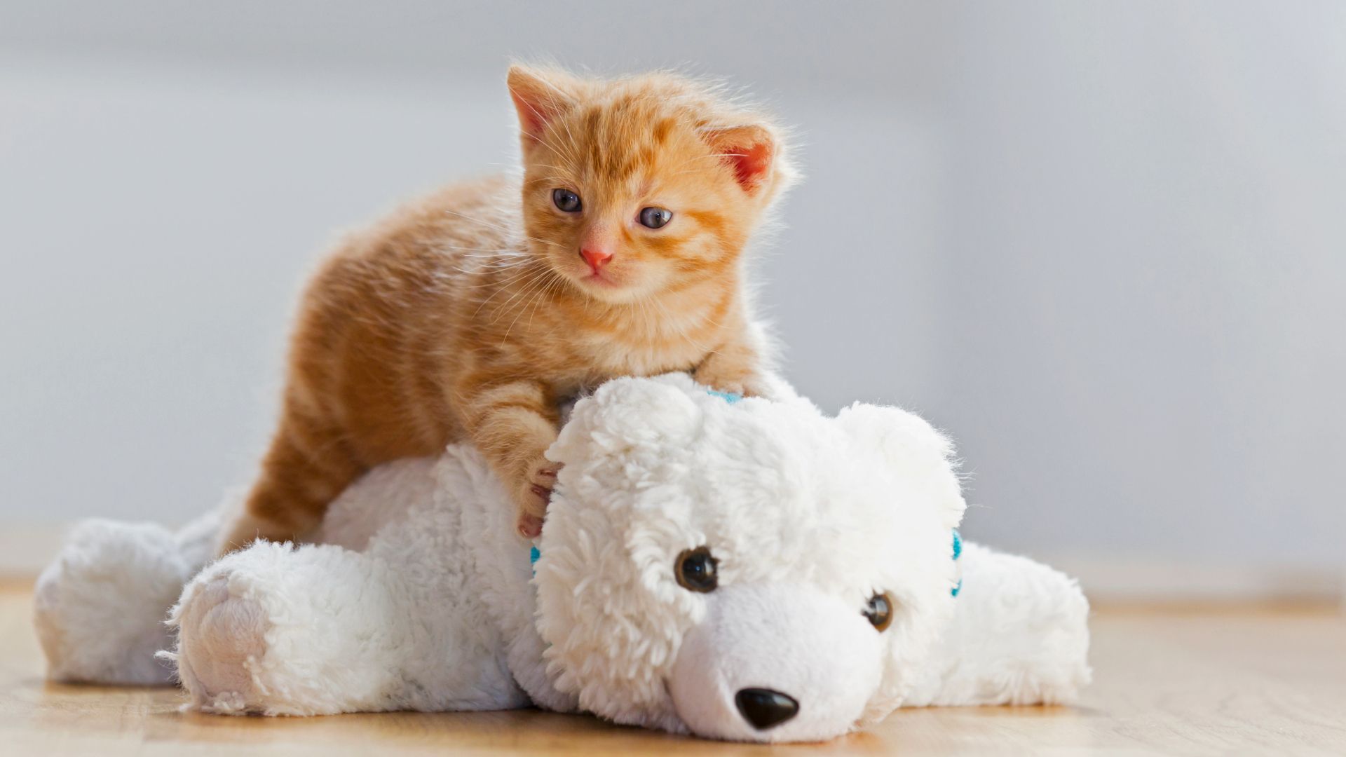 Why do cats sit on their toys? An expert reveals 5 fascinating reasons
