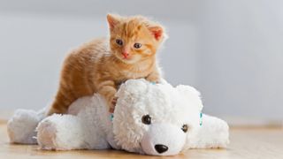Ginger kitten lying on top of a white teddy bear on the floor