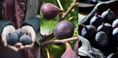 how to harvest figs from a fig tree at home