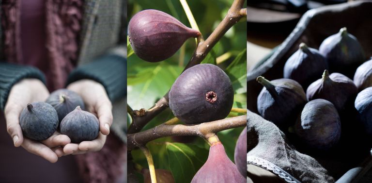 how to harvest figs from a fig tree at home
