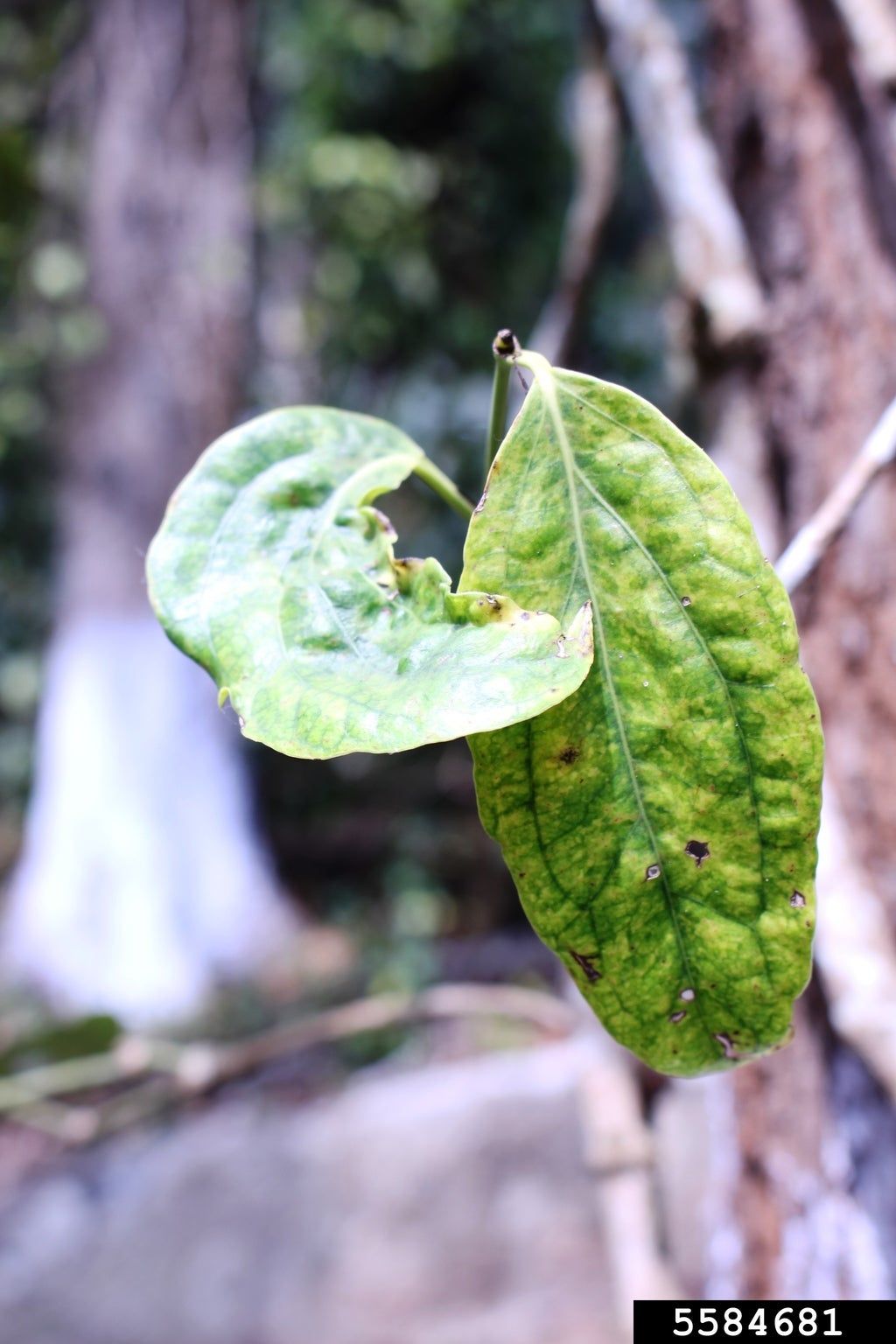 Mosaic Virus In Peppers - Tips On Treating Pepper Plants With Mosaic