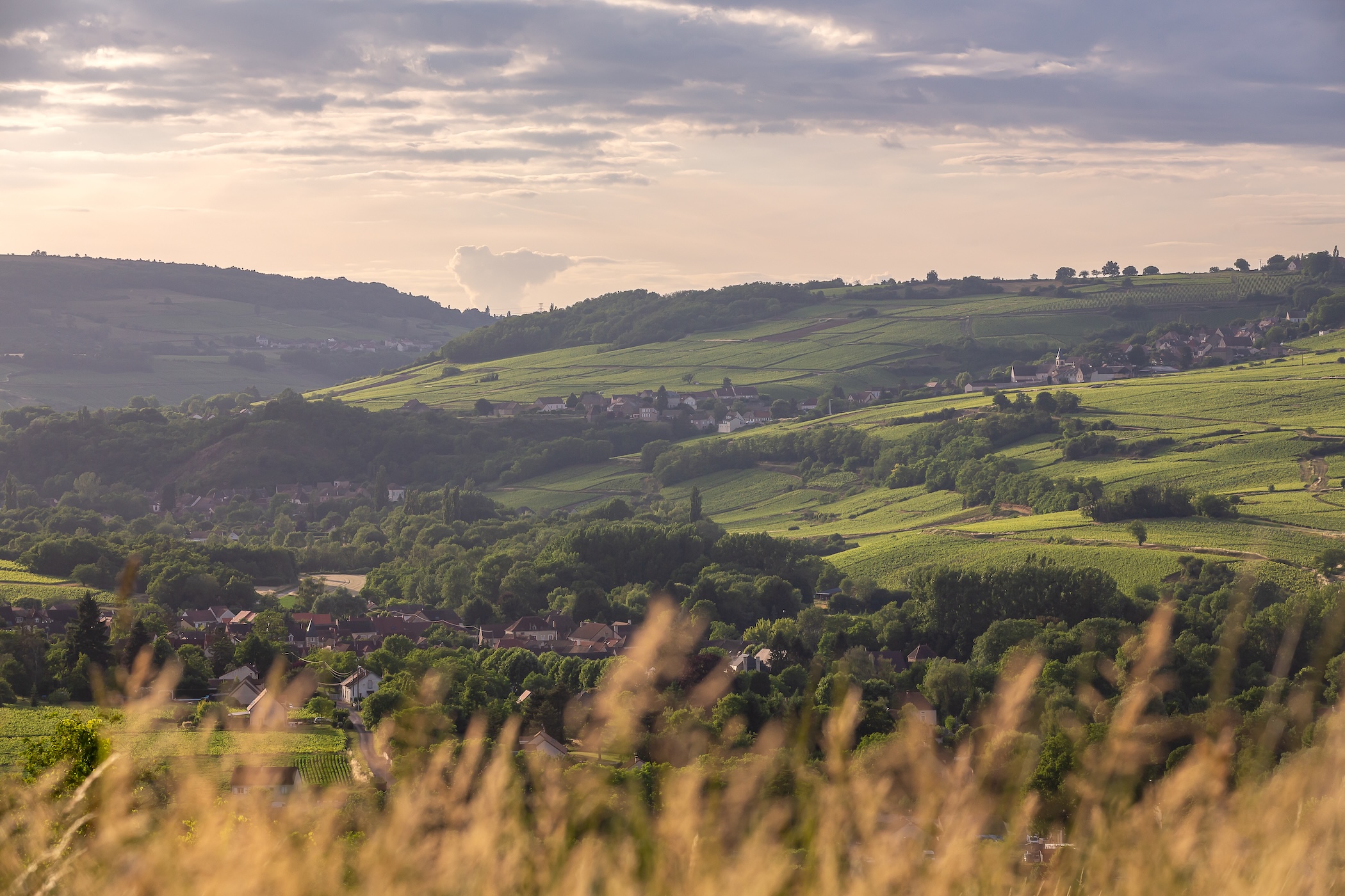 View of Maranges vineyards
