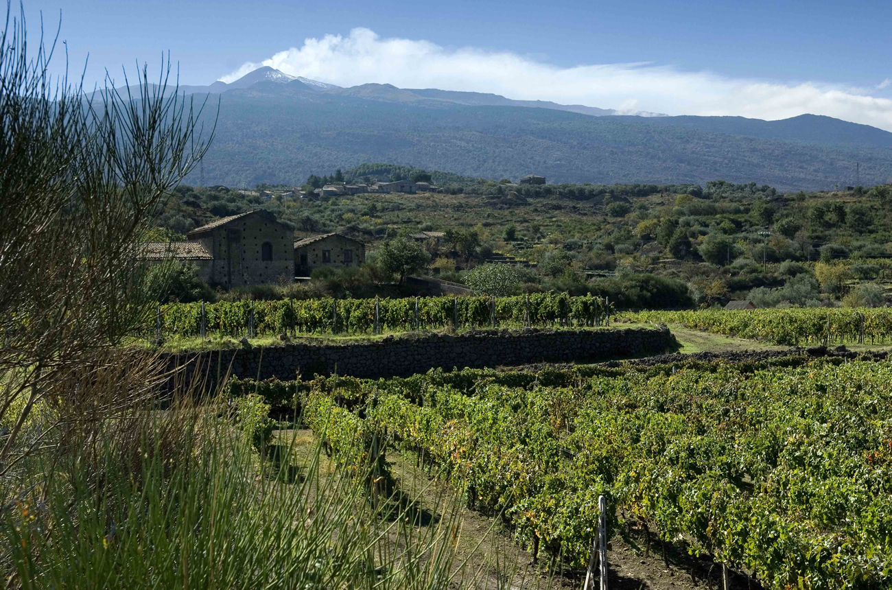 wines from Sicily