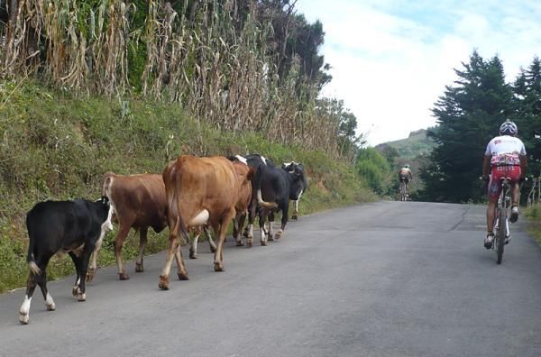 At times racers had to share the course with cows.
