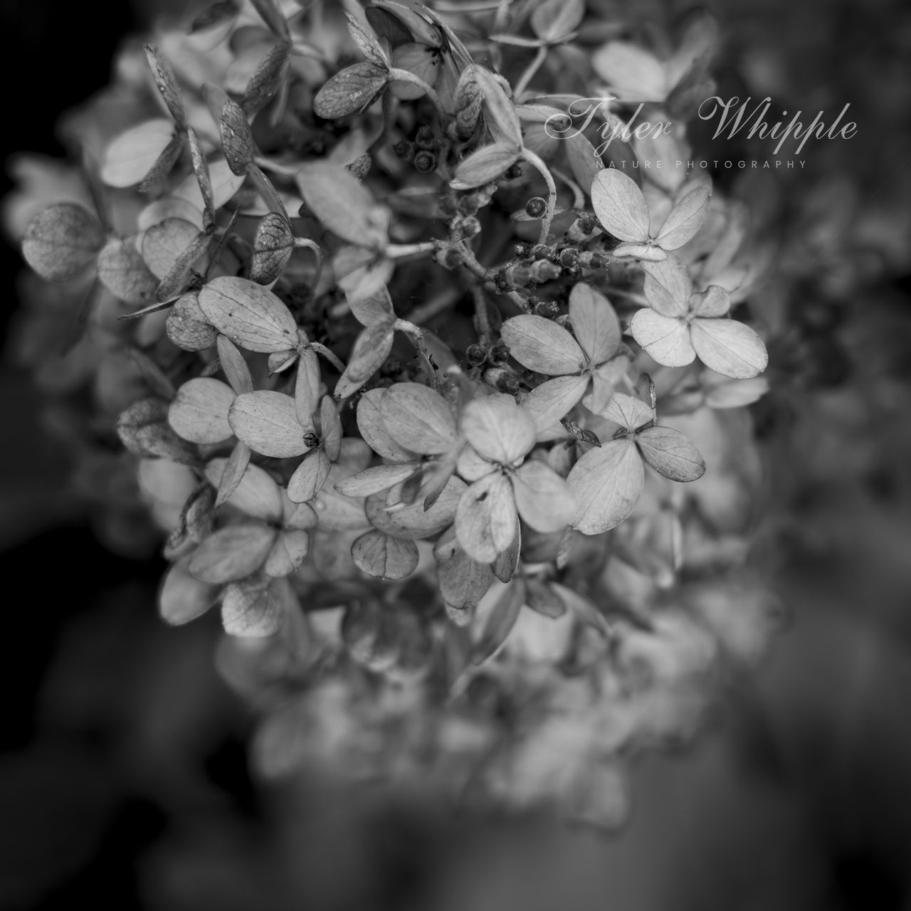 GuruShots - Powerful Black &amp; White Jan 26