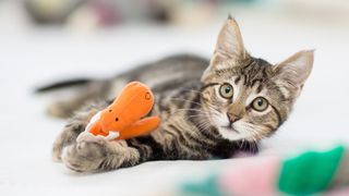 Tabby cat playing with orange toy