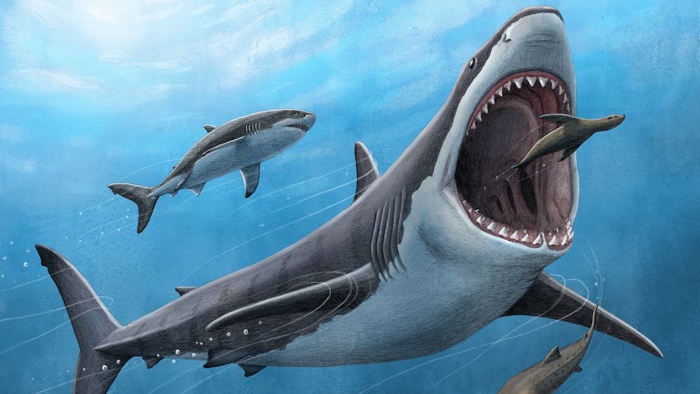 An artist&#039;s illustration of a megalodon shark.