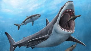 An artist's illustration of a megalodon shark.