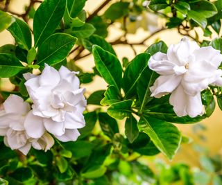 gardenia plant in full bloom in garden border