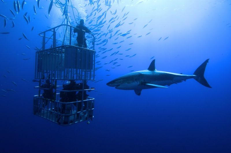 shark cage