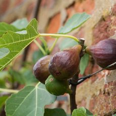close up of figs growing in garden 