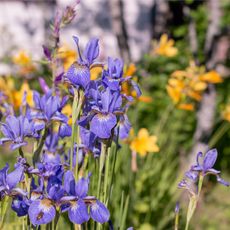 Purple iris and orange daylily