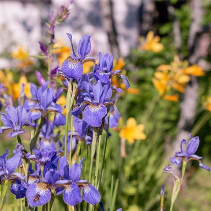 Purple iris and orange daylily