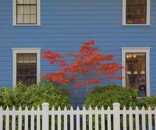A bright red Japanese maple tree stands out against a blue house