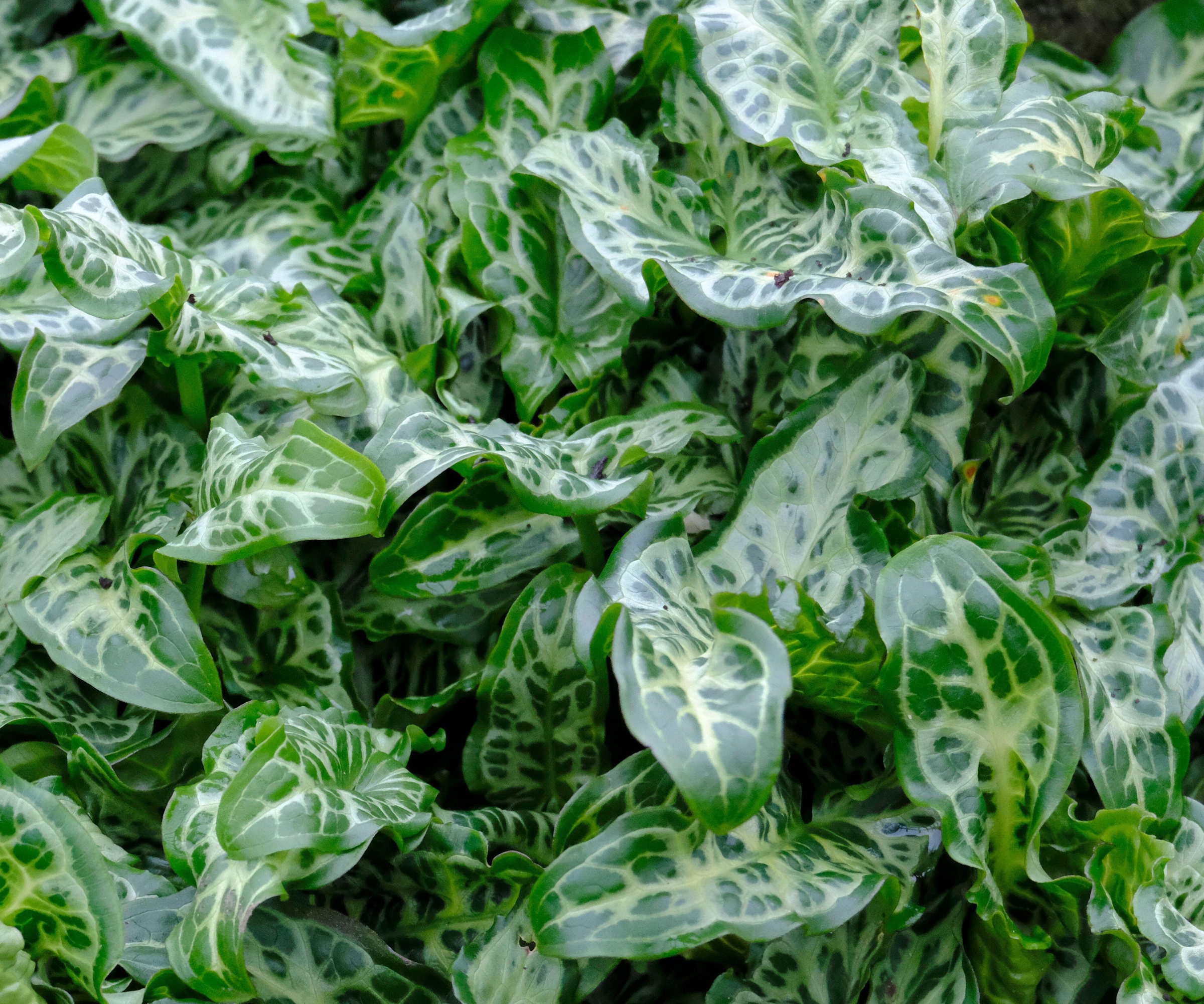 Green and white foliage of the Italian arum, Arum italicum, in winter