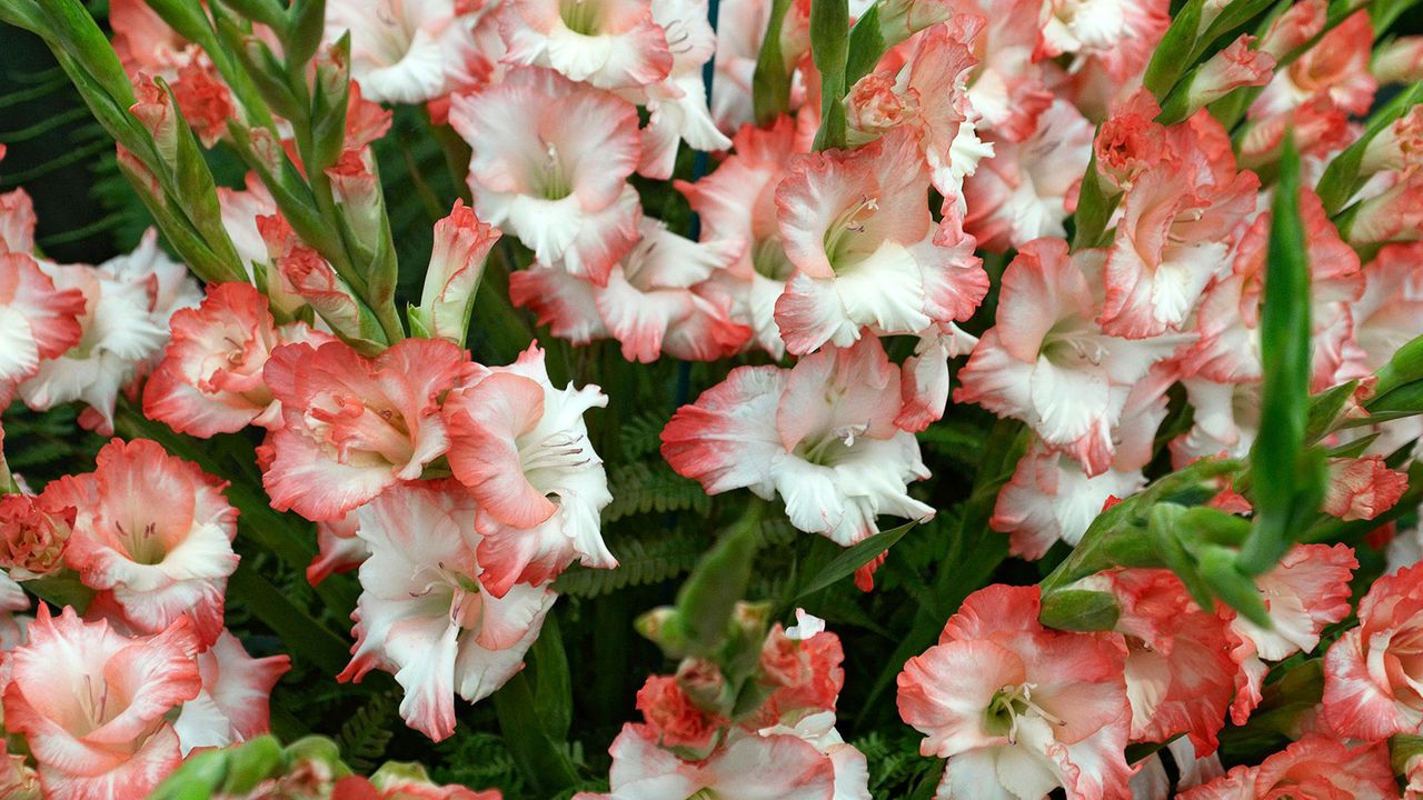 Pink and white flowers of Gladiolus &#039;Pink Lady&#039;