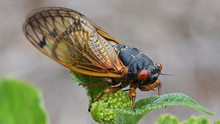 Brood X is the most geographically widespread 17-year cicada population in the United States.