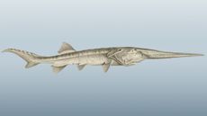 Here, an illustration of the Chinese paddlefish.