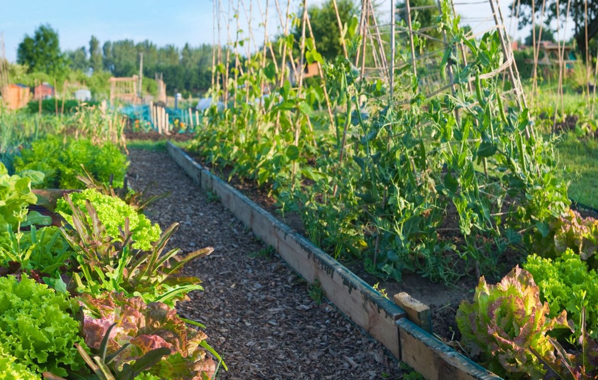 Allotment Gardening: Benefits Of Community Gardens | Gardening Know How