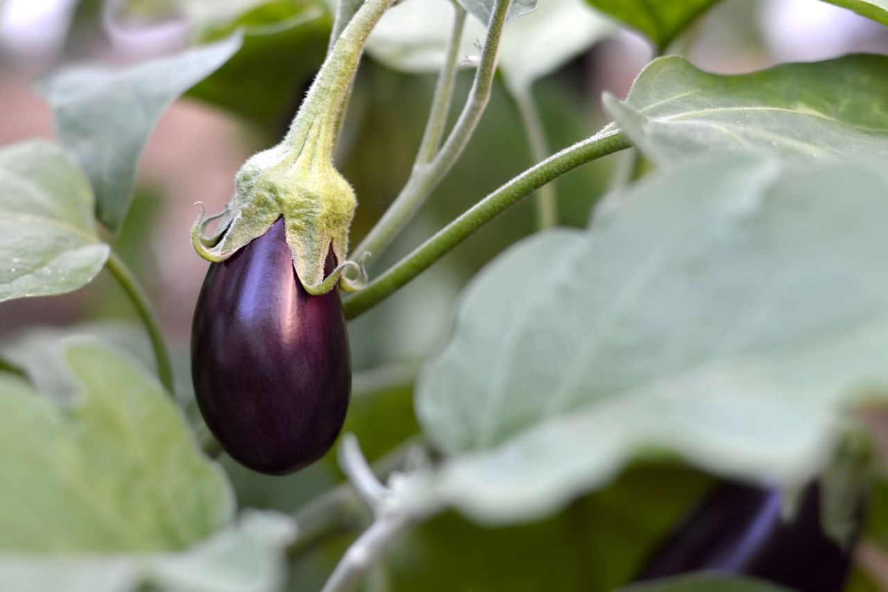 Purple Eggplant