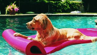 Dog on swim float