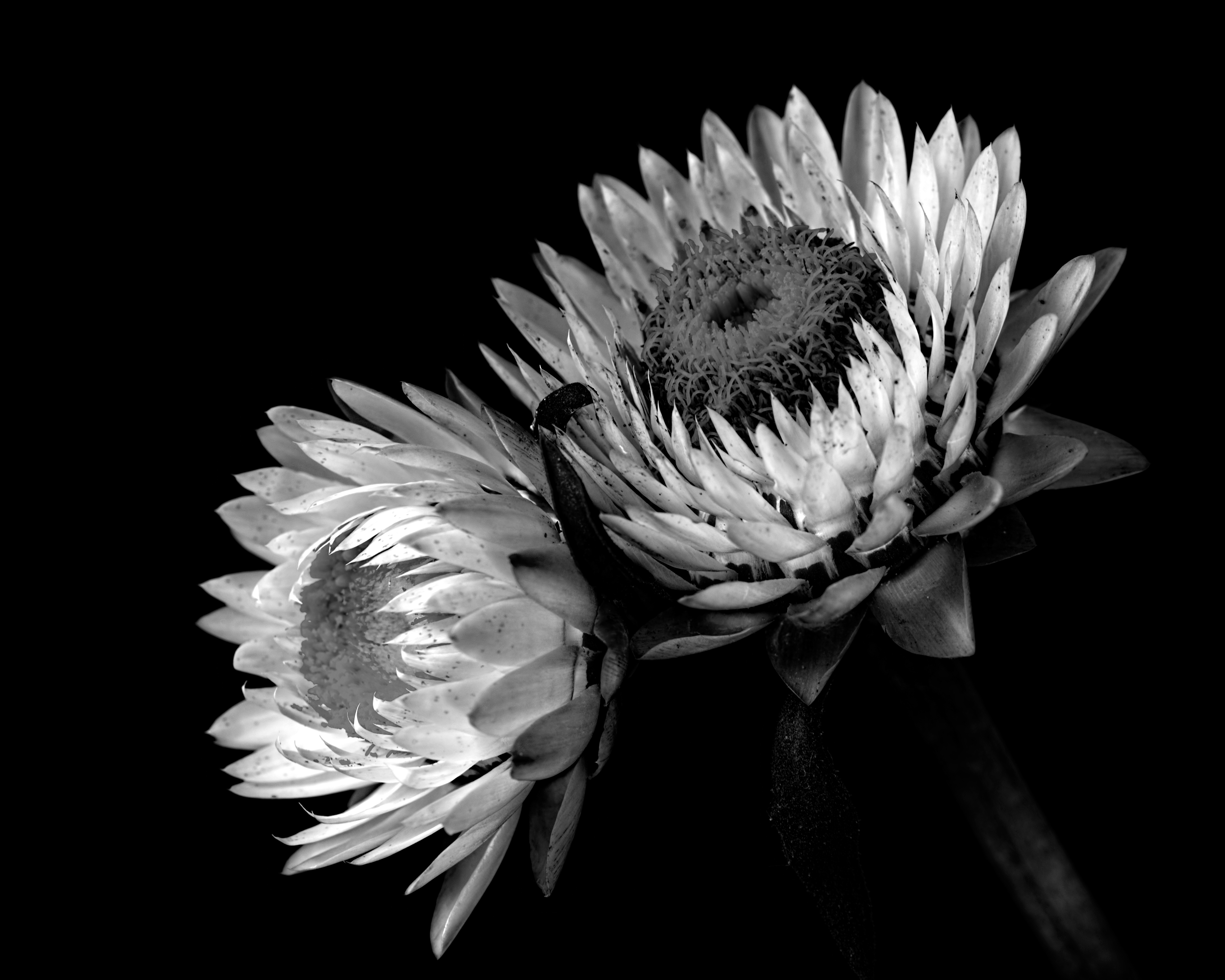 GuruShots - Monochrome Moments Jan 26