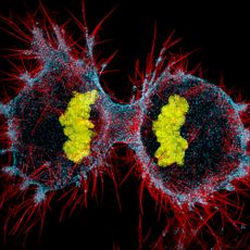 nikon small world 2016