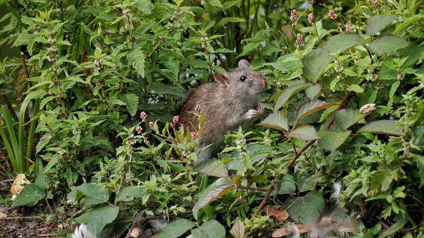 Rat in vegetation