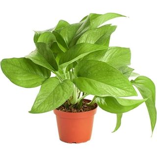 Shop Succulents Pothos Ivy 4