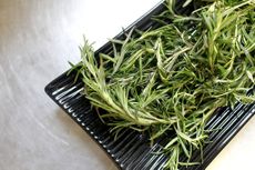 how to grow rosemary