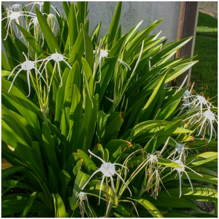 A patch of white spider lily flowers