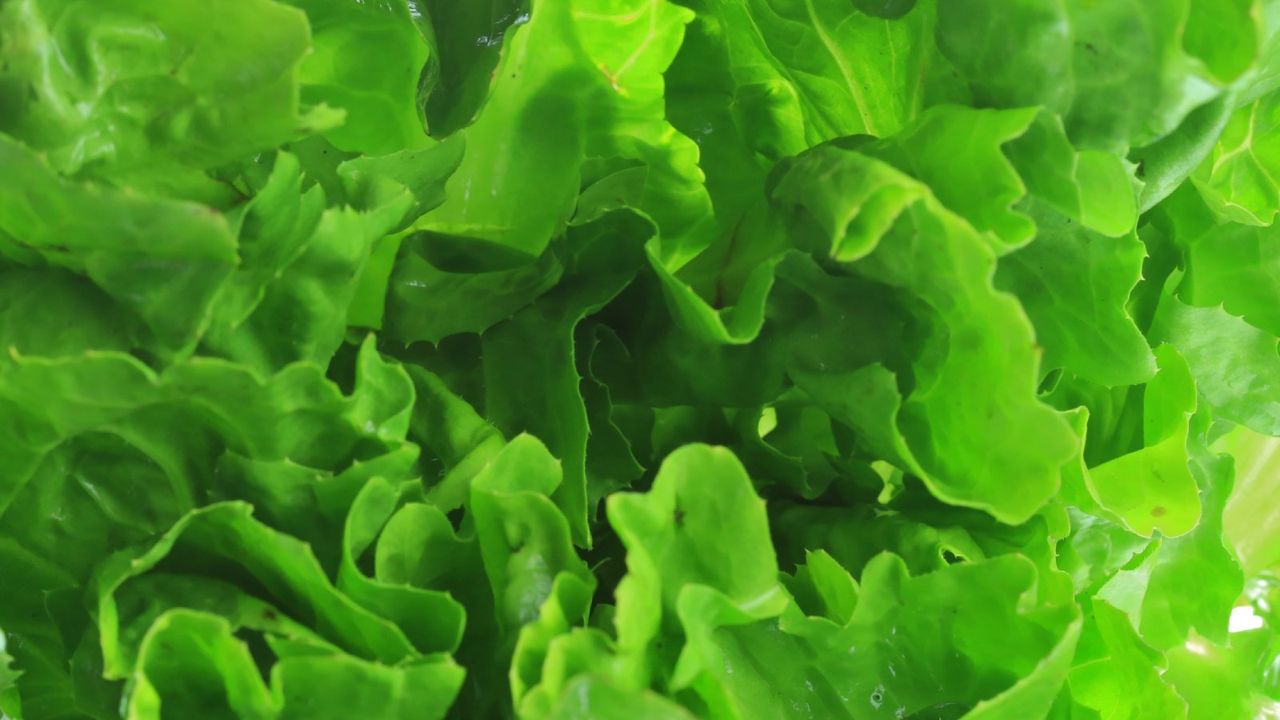 close up of romaine lettuce