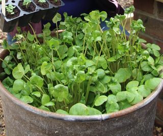 Winter purslane growing in a container