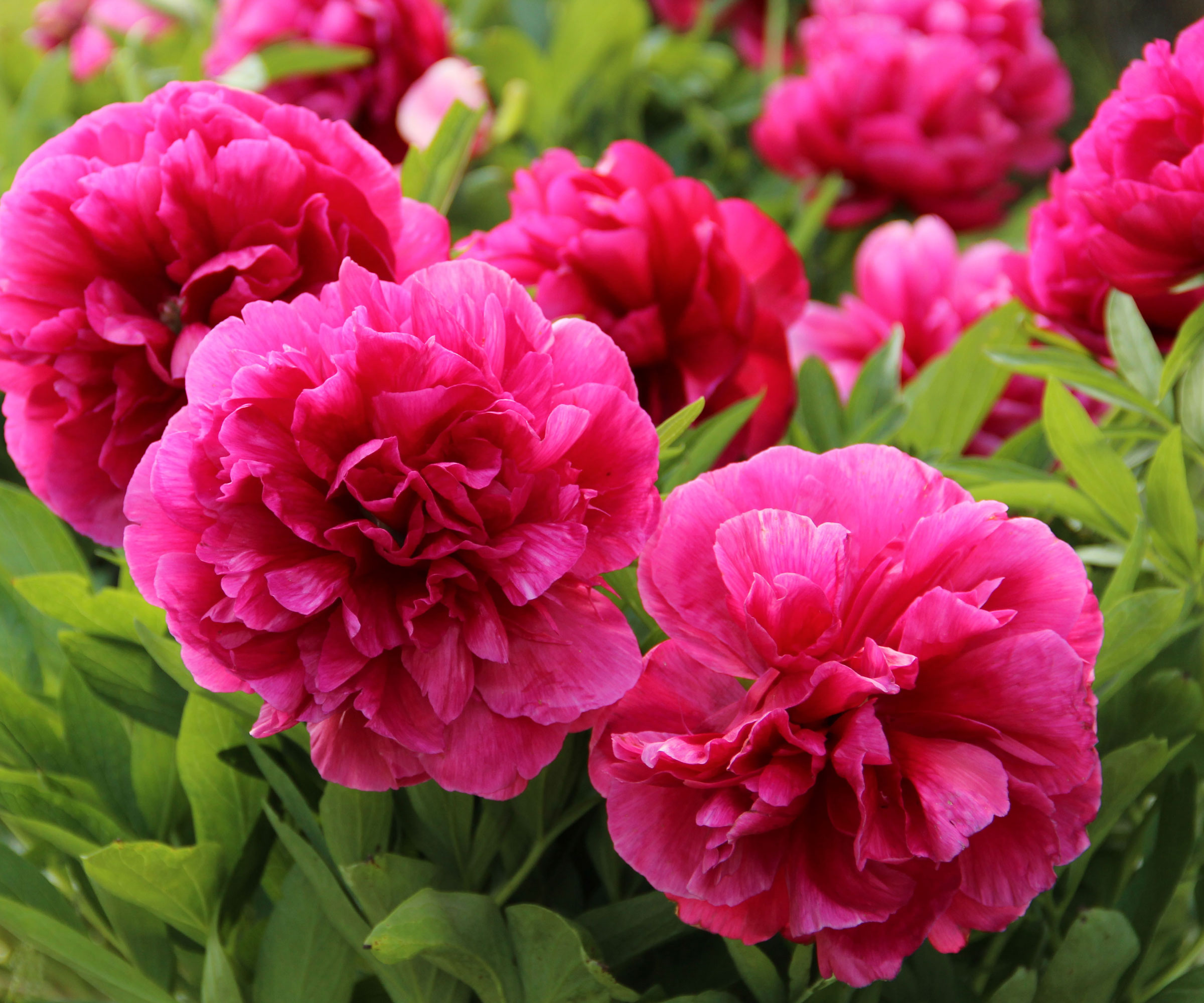 dark pink peonies growing in large planter