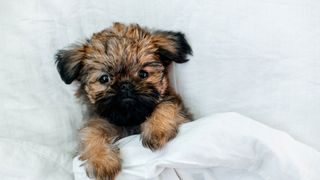 Brussels Griffon cuddling up behind a duvet in bed