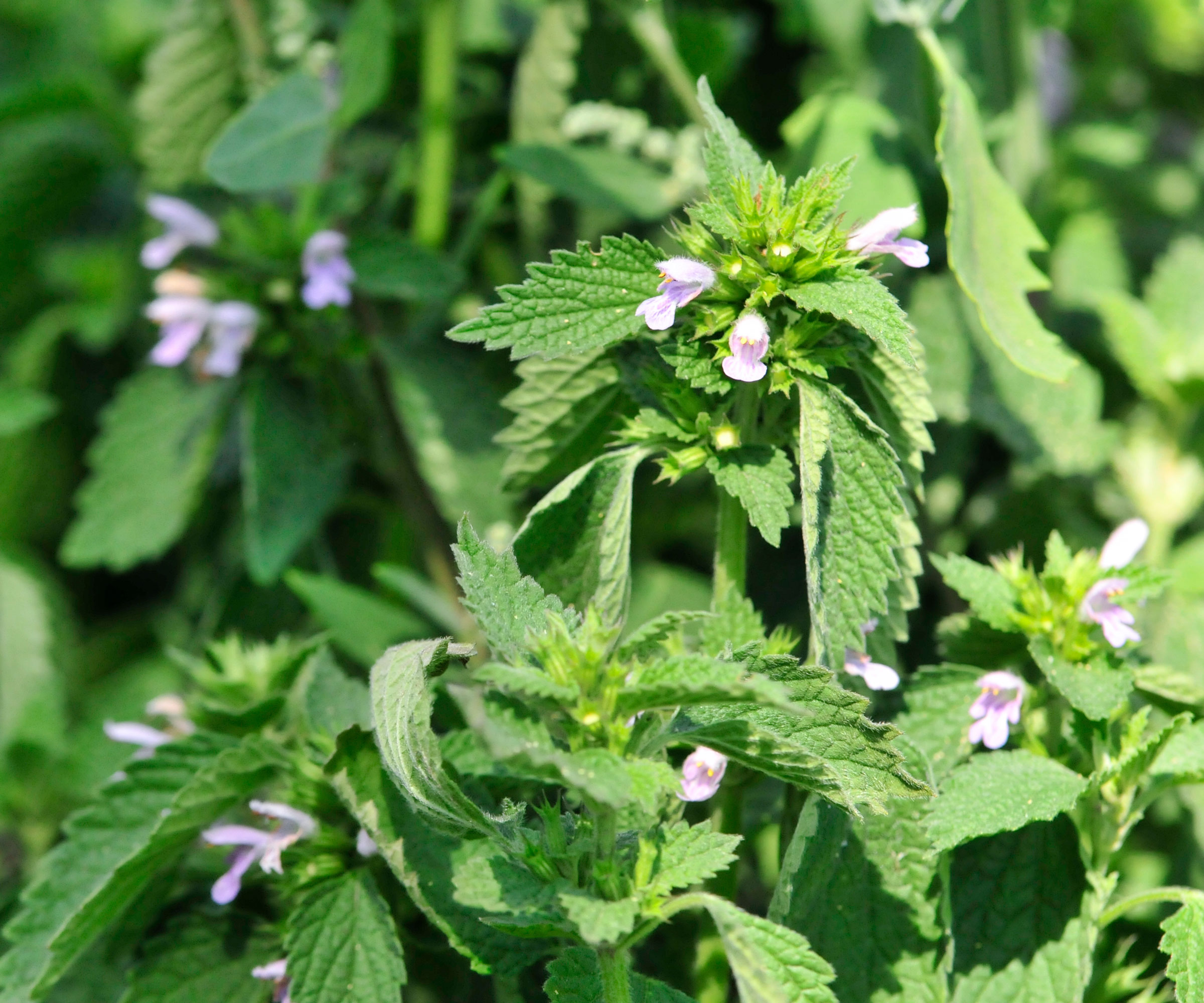 flowers and leaves of the herb lemon balm
