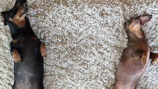 miniature dachshunds on rug