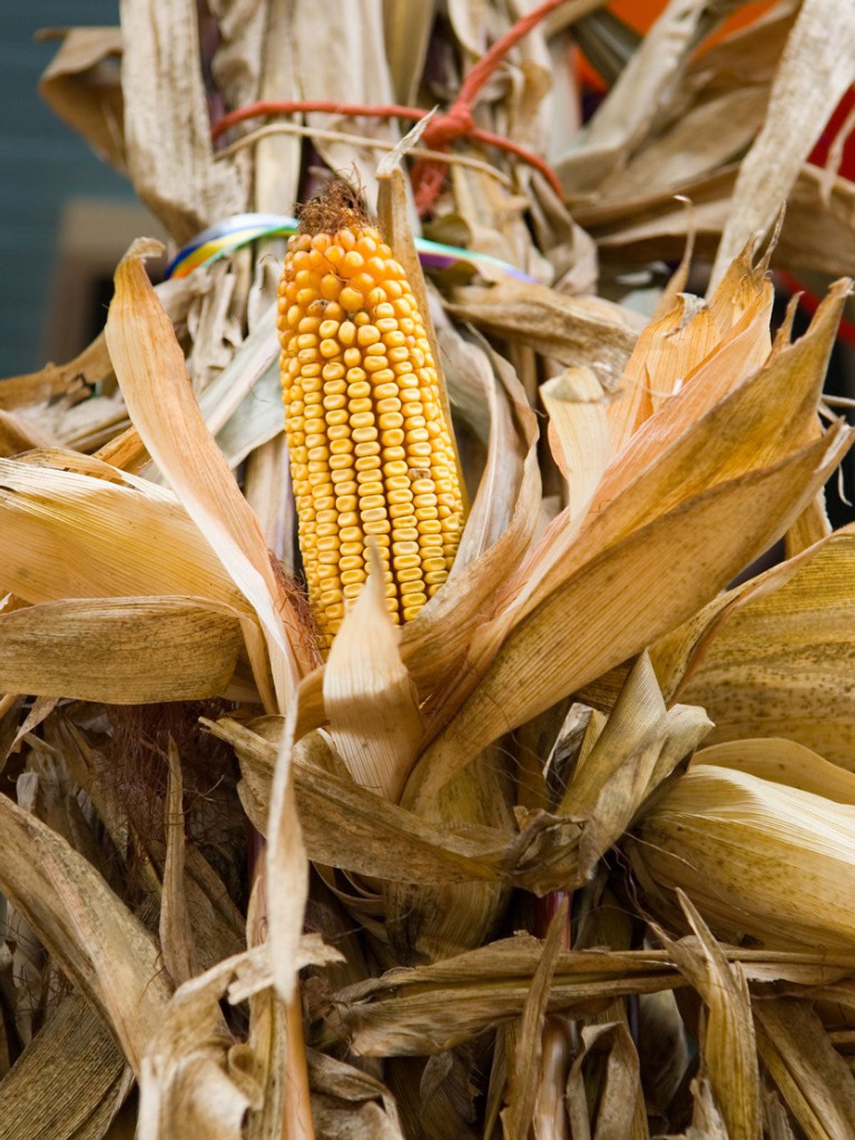 DIY Corn Husk Wreath – Tips For Making A Corn Husk Wreath