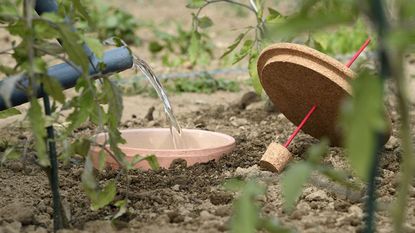 Hozelock watering system in soil with water being poured into it. There are also herbs and plants surrounding it