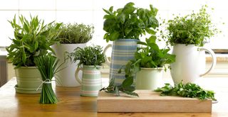 kitchen with pots of herbs to suggest how to keep ants away naturally
