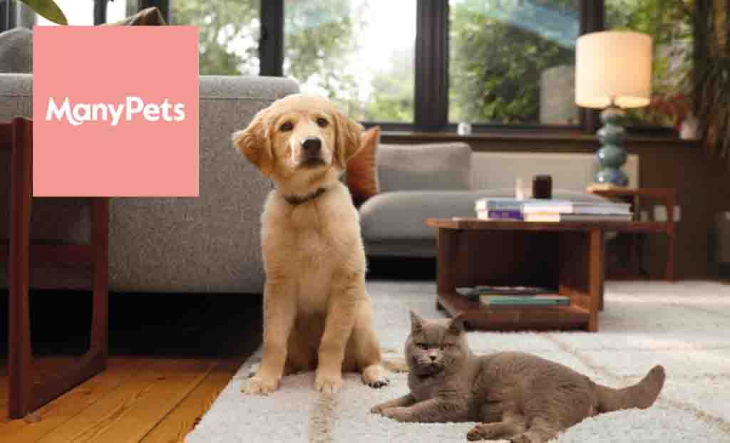 many pets logo with a golden retriever and british blue 